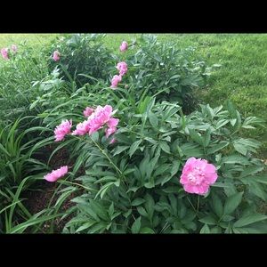 Meet your Posher, Krystal